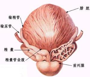 前列腺囊腫到底是什麼？有什麼危害？